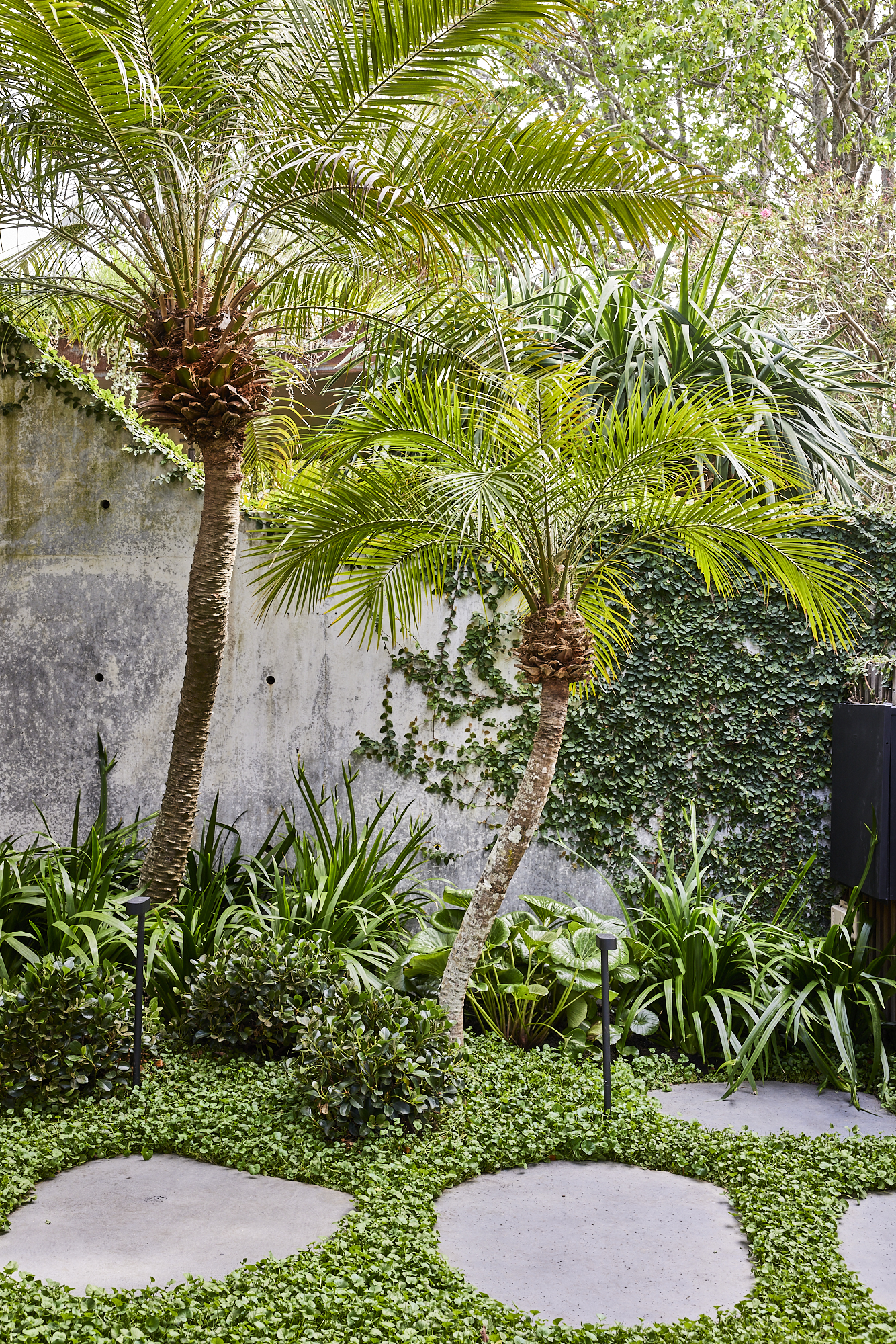 Carlotta House — the plant palette for our new project, Carlotta House combines a mixture of creeping vines, swaying palms, and tactile ground covers, softening the finish of this modern home, adding an element of lushness to the entrance. ⁠ ⁠ Featured species include, Phoenix Roebeleni, Ficus Pumila, Rhaphiolepis Oriental Pearl, Ligularia Reniformis, Dichondra Repens, Neomarica Gracilis.⁠ ⁠