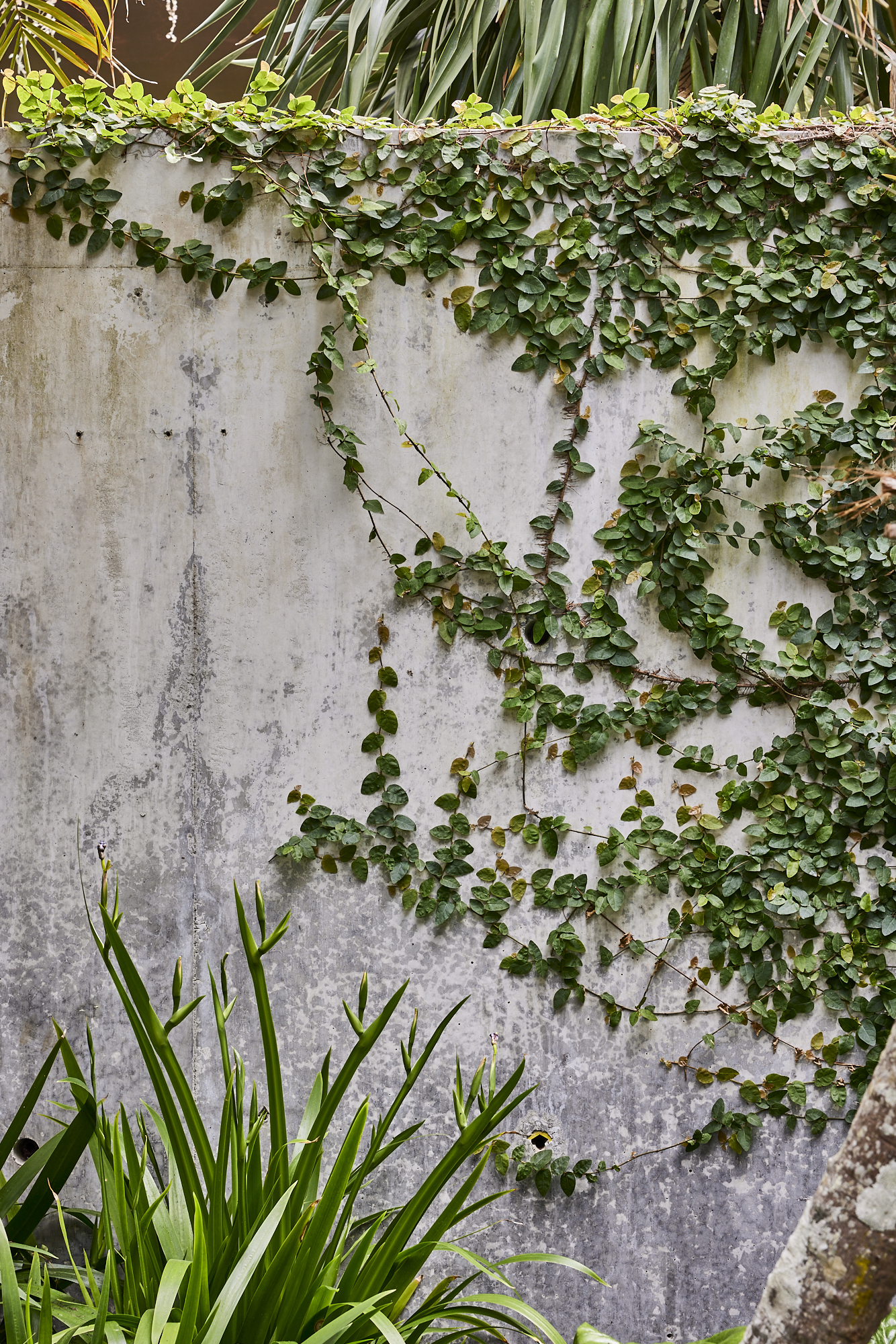 Photo by Wyer & Co. | Landscape Design on March 07, 2024. Carlotta House — the plant palette for our new project, Carlotta House combines a mixture of creeping vines, swaying palms, and tactile ground covers, softening the finish of this modern home, adding an element of lushness to the entrance.