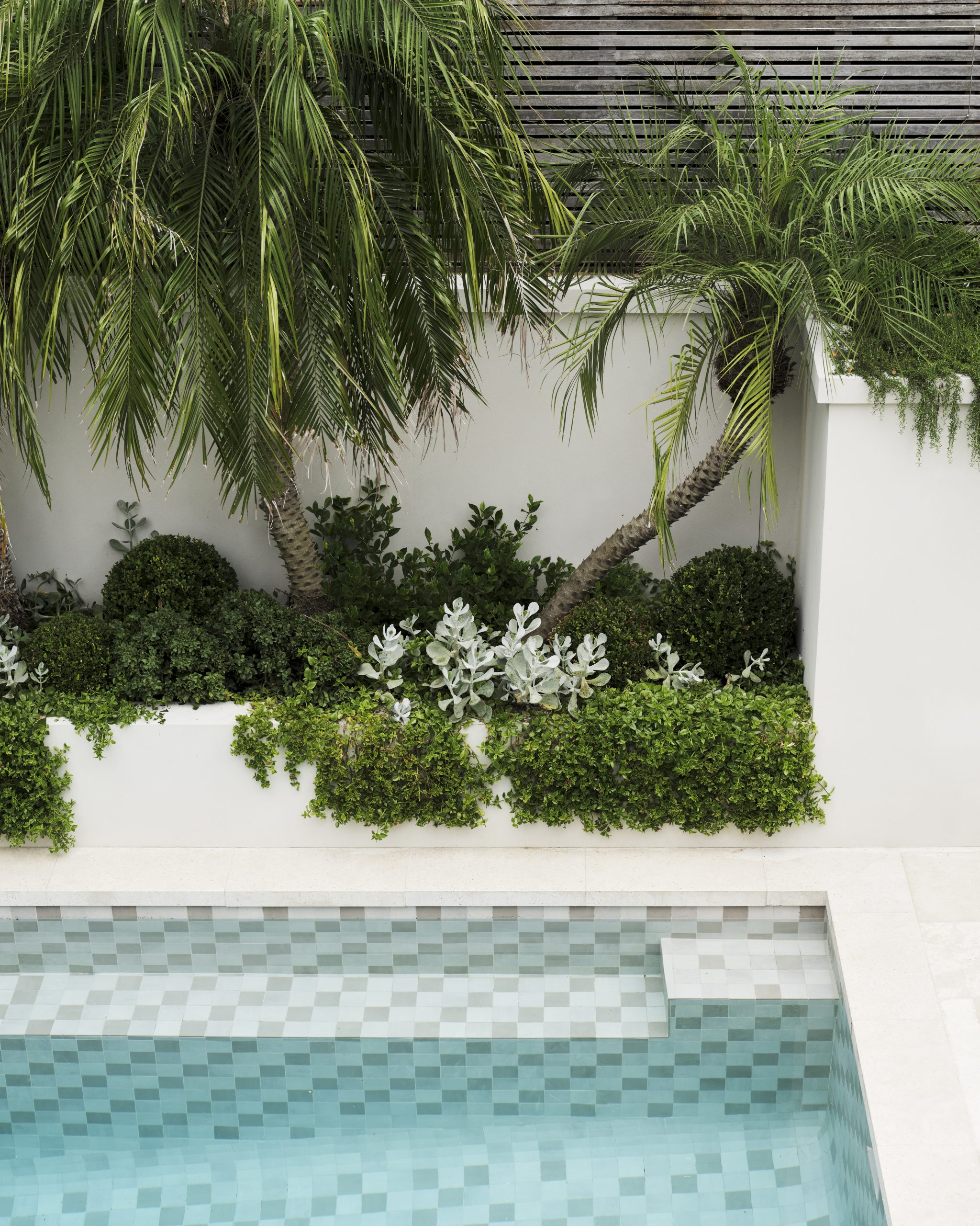 Resort style pool and garden in urban setting. Mosaic pool and palm trees with lush planting.