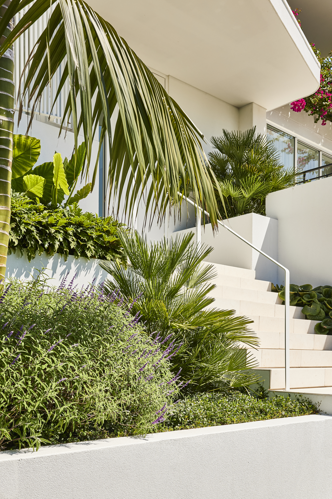 Lush landscape design at the entry stairs is played and luxurious plants including salvia, Alocasia, Philodendron and Jasmine.