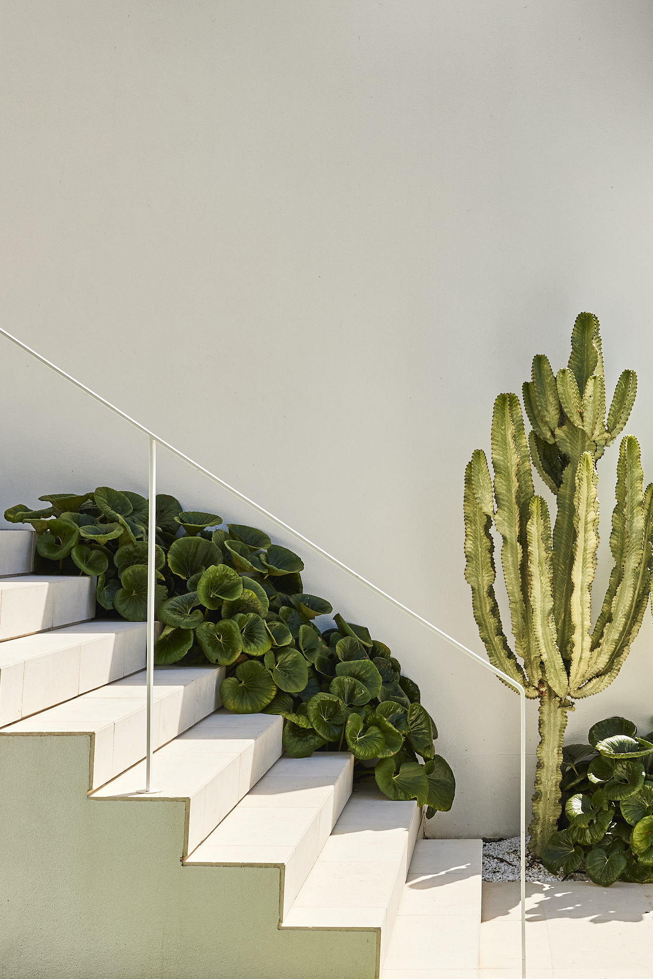 Modern sculptural plants complement the homes architecture. Cactus and ligularia frame the stairs.