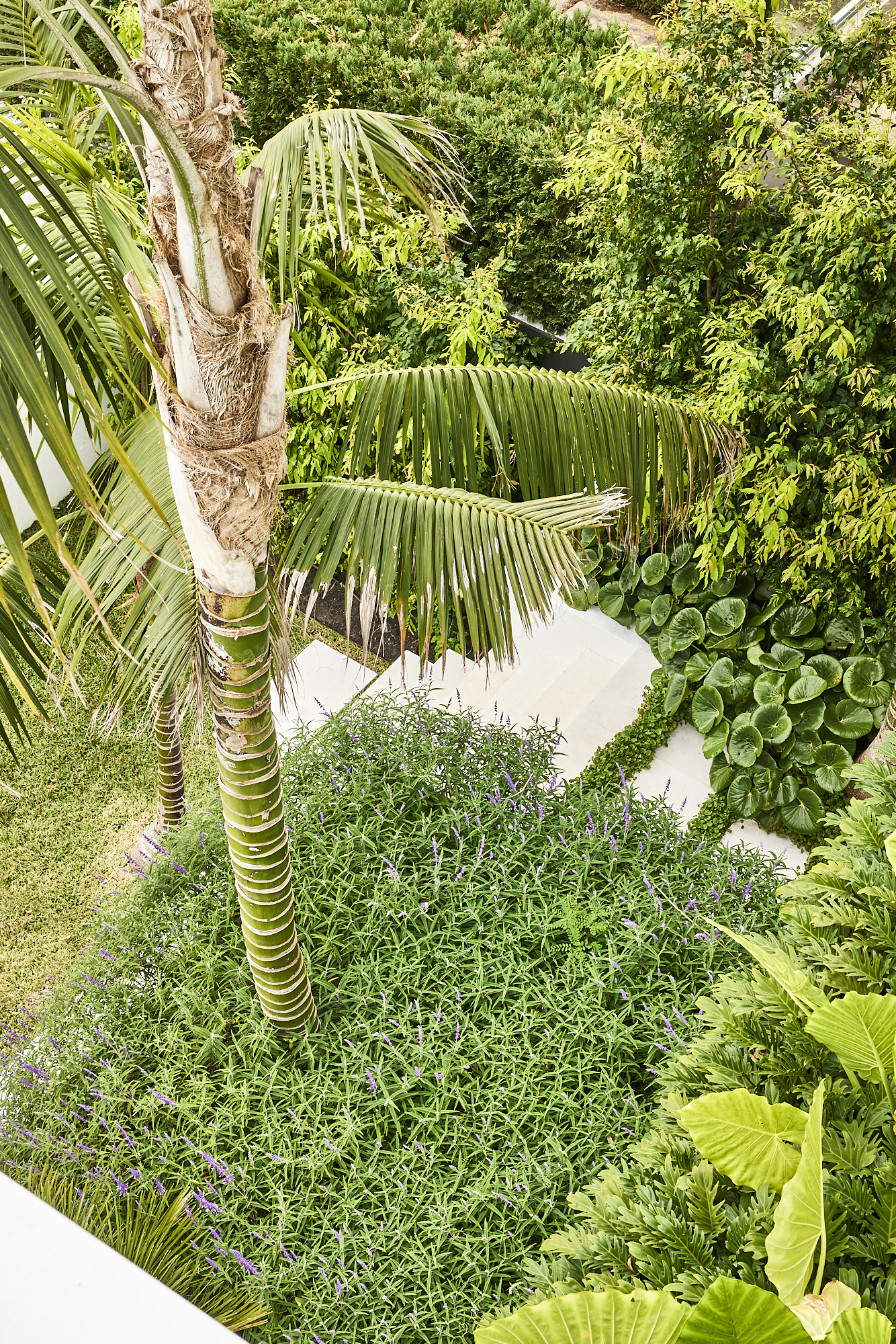 Birds eye view of the garden in this prestige Sydney home.