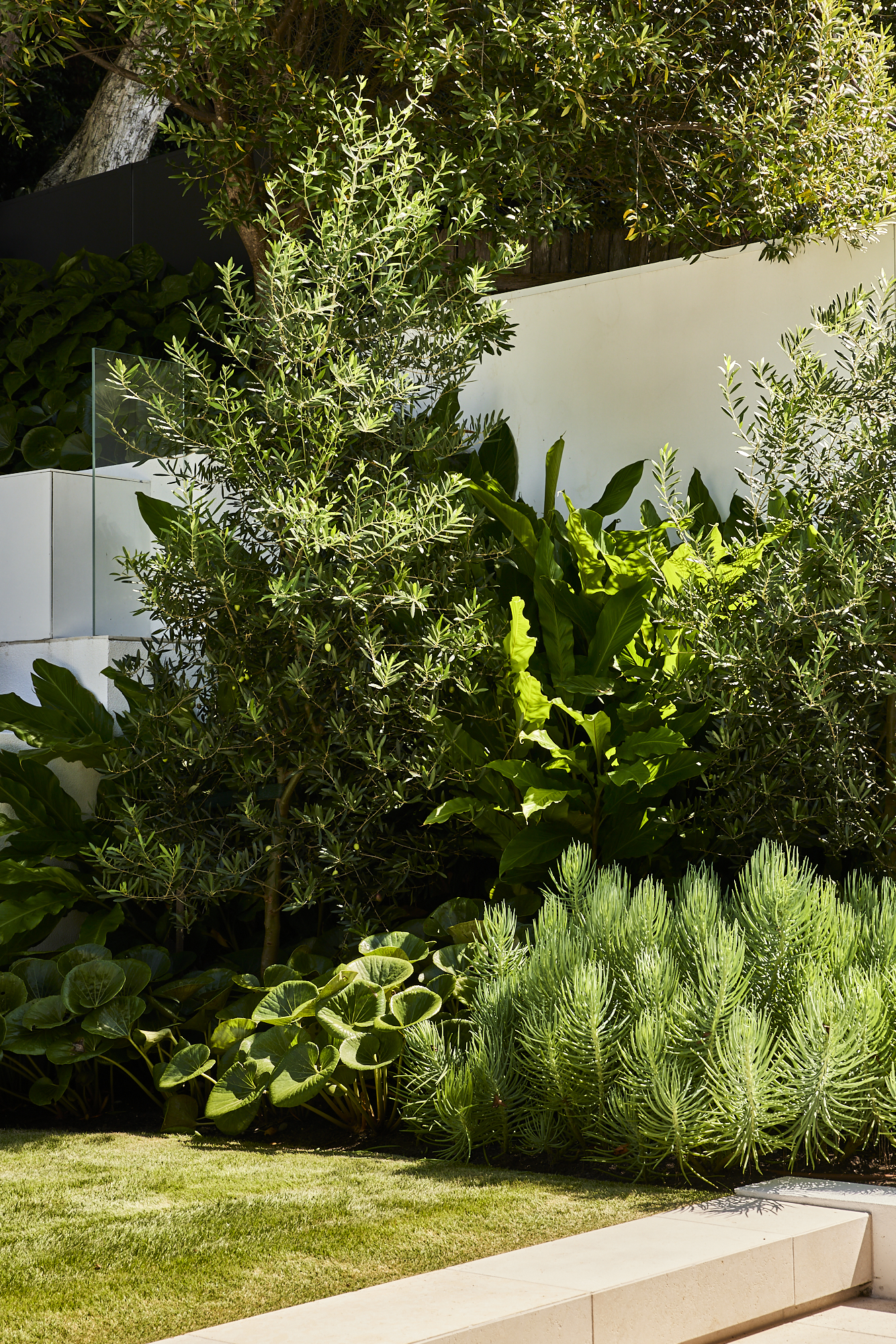 In the rear garden aside a large grassed area a layered garden bed is filled with olive trees, senecio, ligulaira and alpinia nutans. The landscape design softerns the linear from of the pool and boundary fencing.