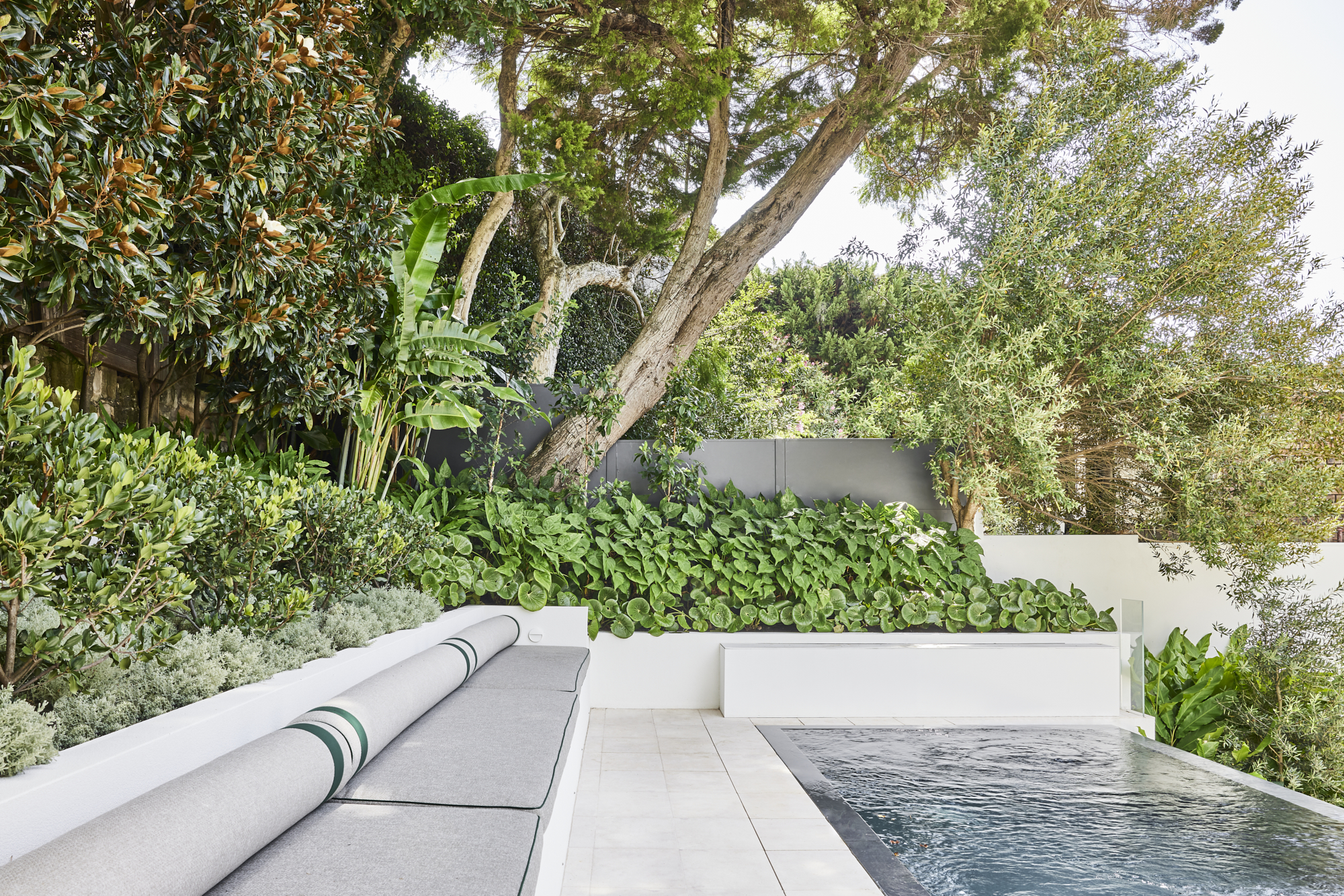 The garden beds surrounding the pool are boarded with a mass of mature trees for privacy, including magnolia exmouth, heliconia and gum trees. These are mixed with an array of botanical species including, ligularia, santolina and raphiolepsis.