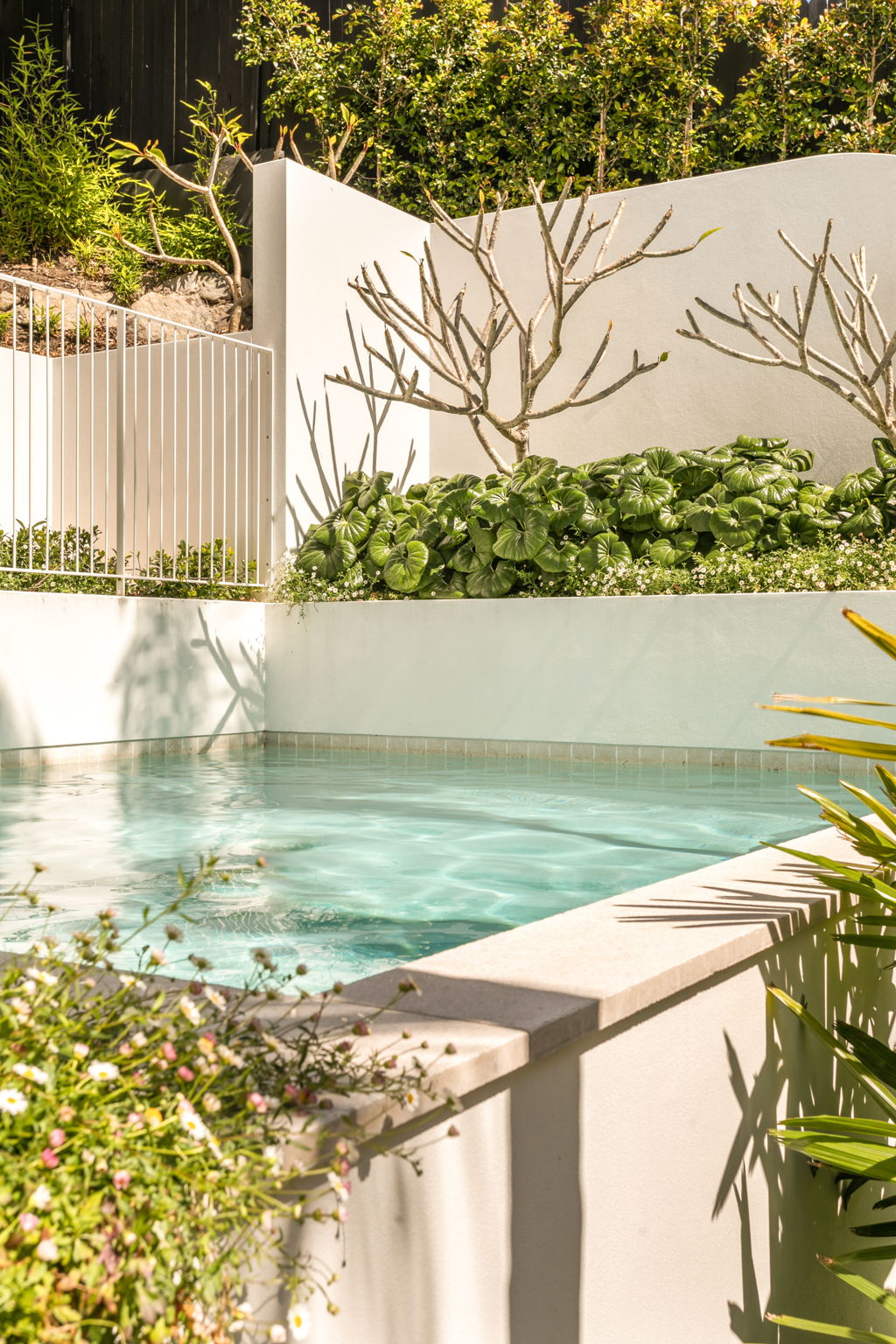 Sparkling pool and tropical frangipani and planting